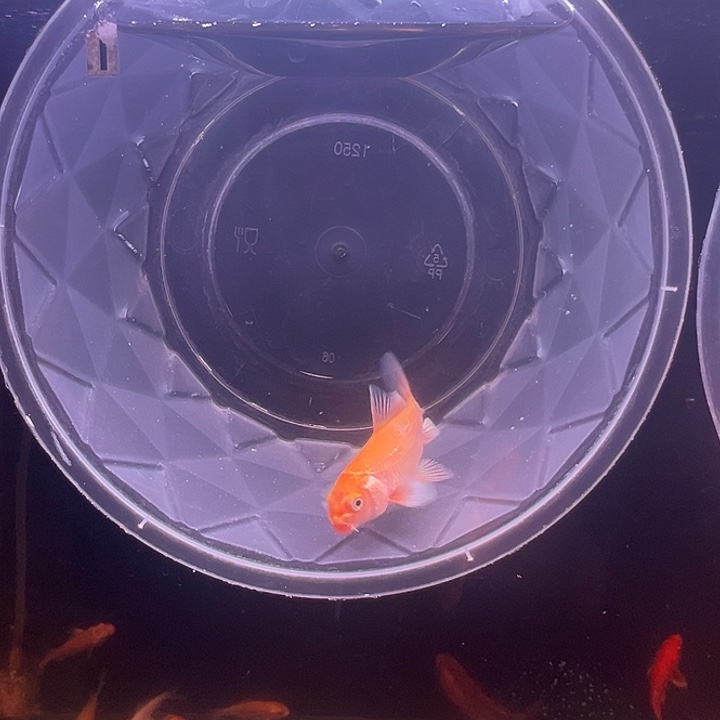 海水鱼红色蝴蝶鲤大鳍大尾