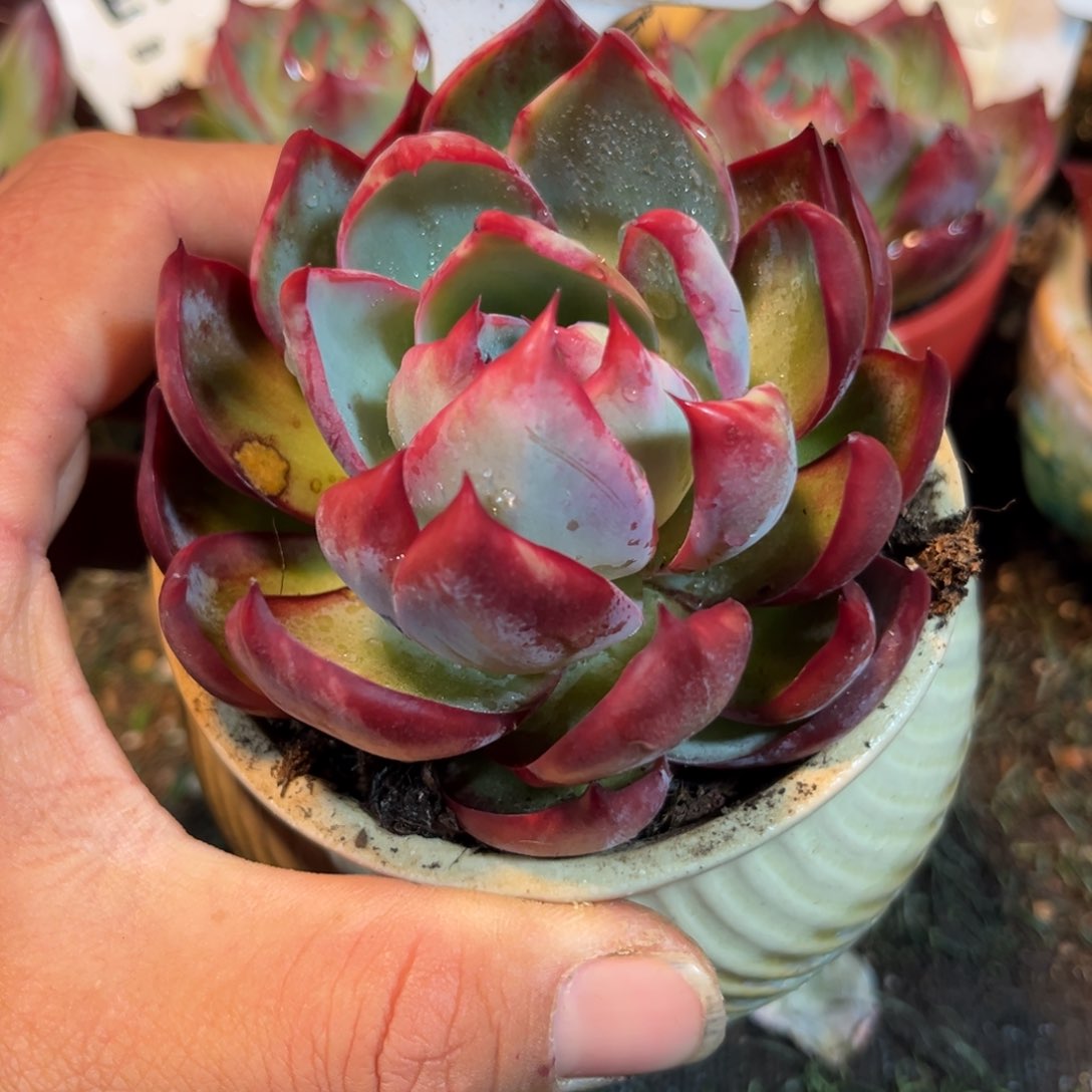 惊鸿一瞥854号多肉