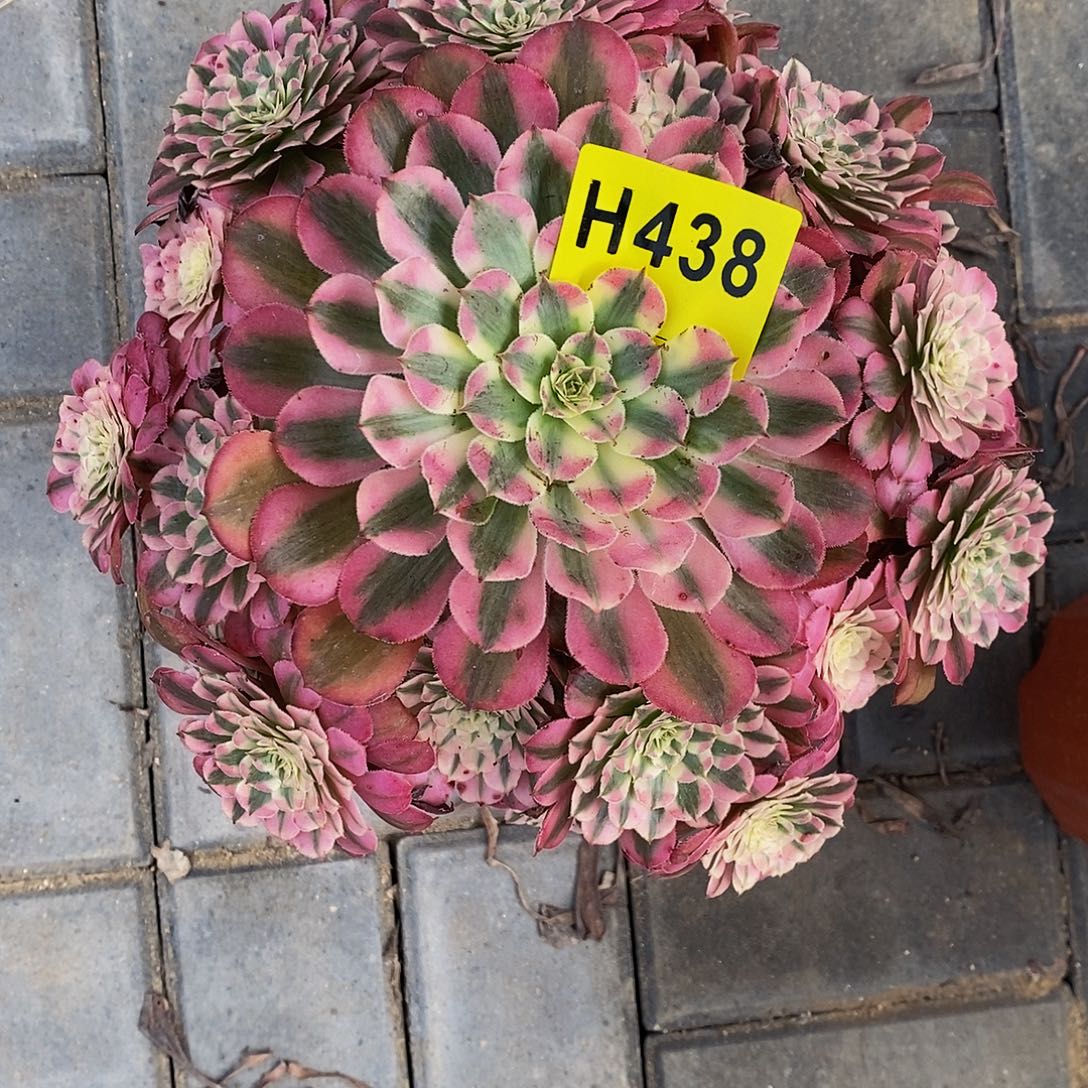 438红铜白44444444444