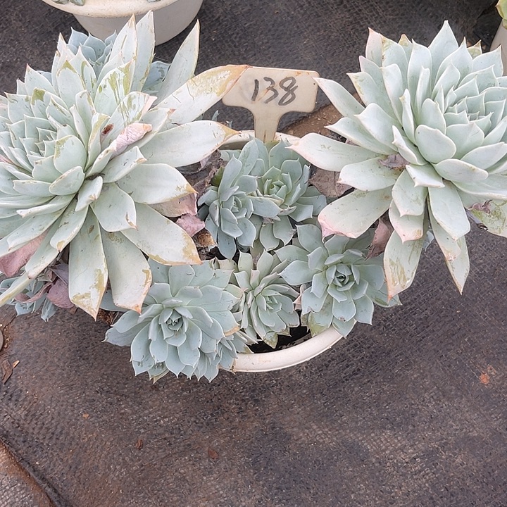 咚***咚晨语多肉，一物一拍138