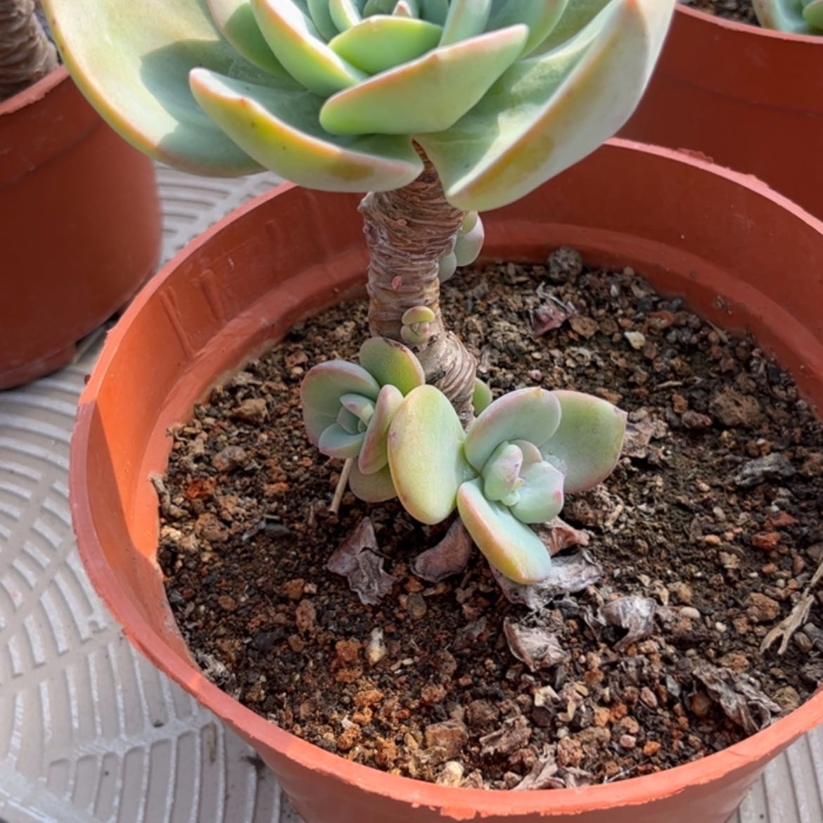 【闪购商品】无花朵往***飘