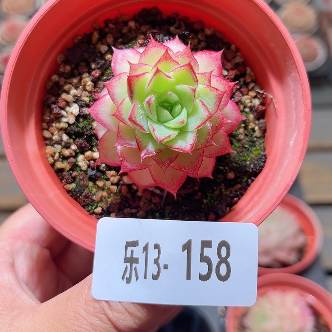 乐13-158 女王单头 