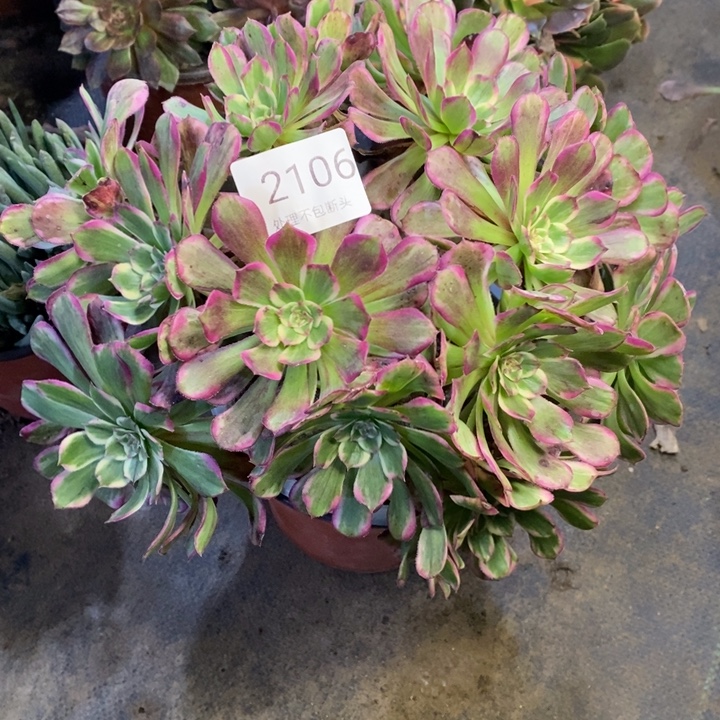 水墨画多肉断头不包2106