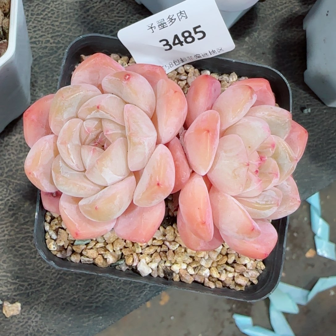 厚梦，3485多肉植物