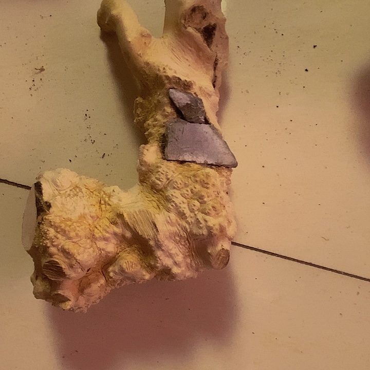 田***活黄杨木等多种木材