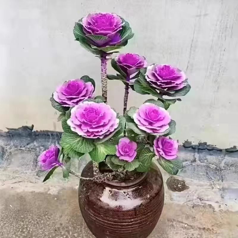 【一物一拍】羽衣甘蓝 玫瑰甘蓝多头老桩耐寒植物年宵花卉