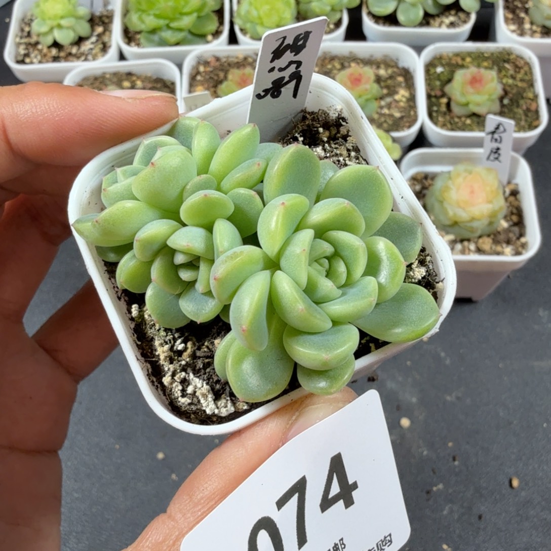 甜心089三头一物一拍074