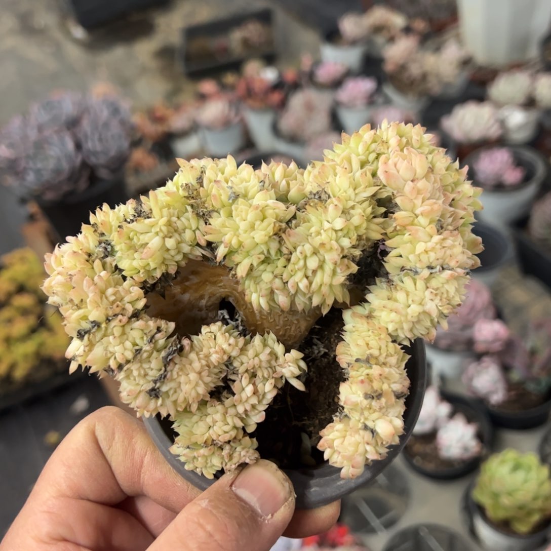 1539女王缀化一物一拍