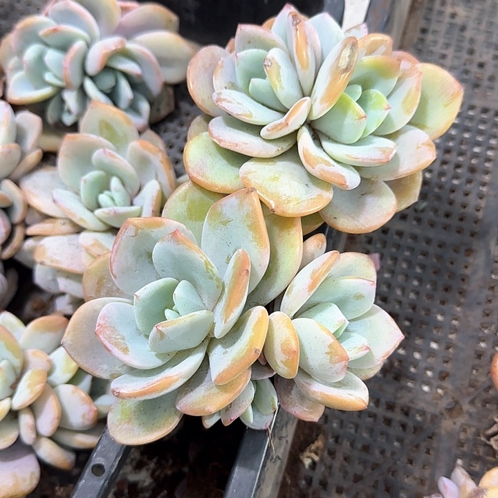 媛****肉青蛙王子儿童牙膏111