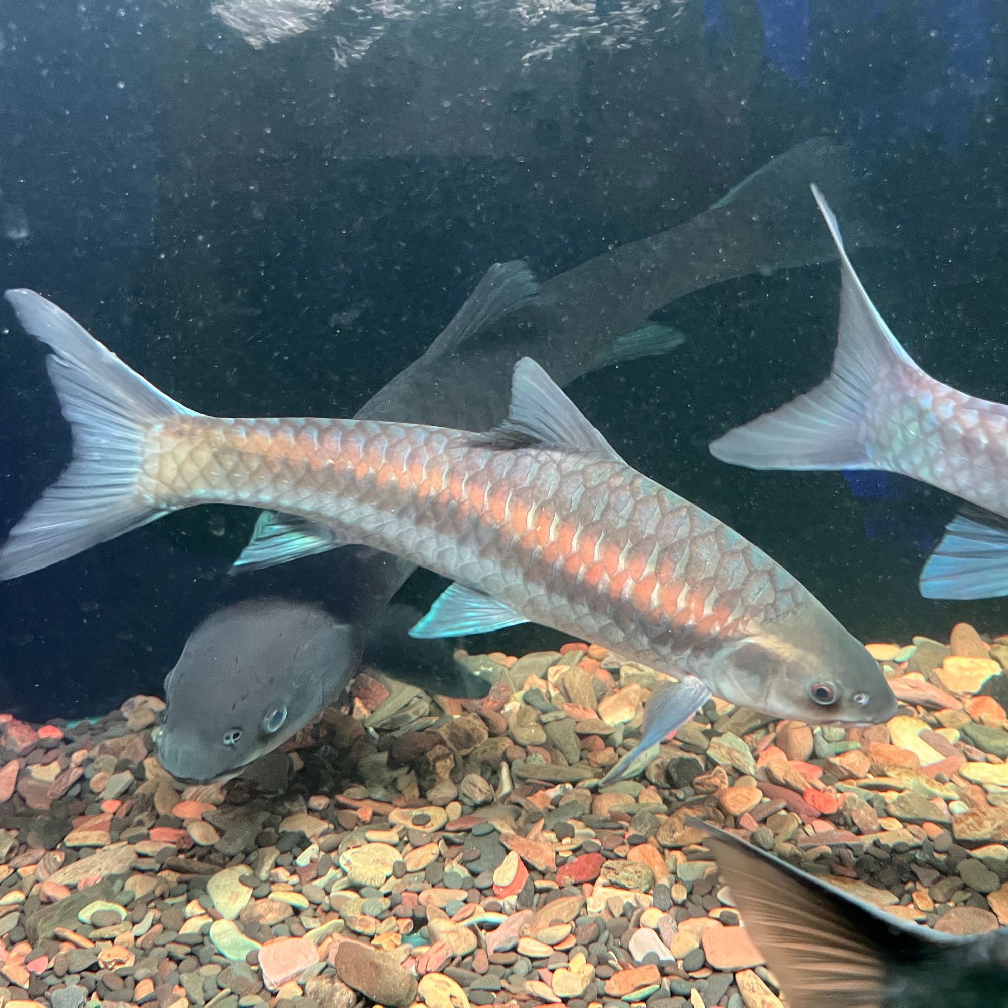 吉罗鱼直播通用链接包邮包活