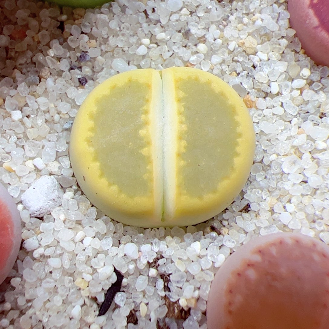 113 45优秀的肉肉53