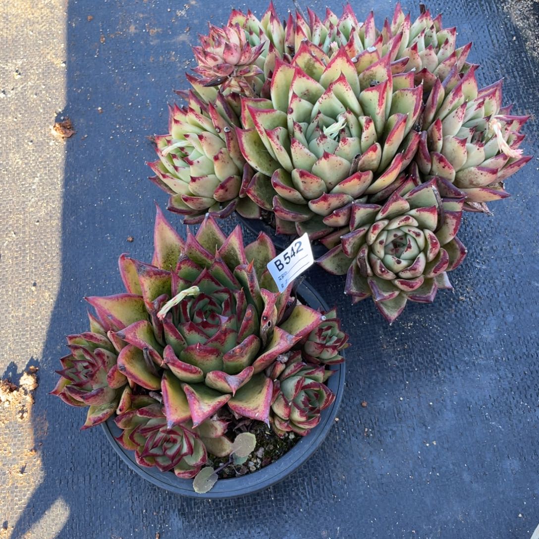 无花朵若如东云单拍B542