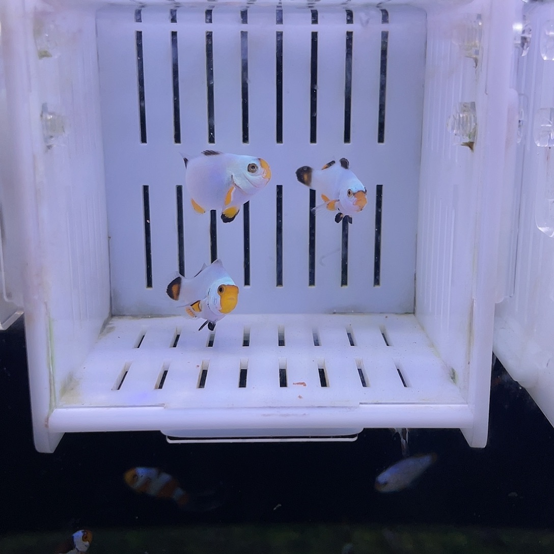 海水鱼3条精品三色白金