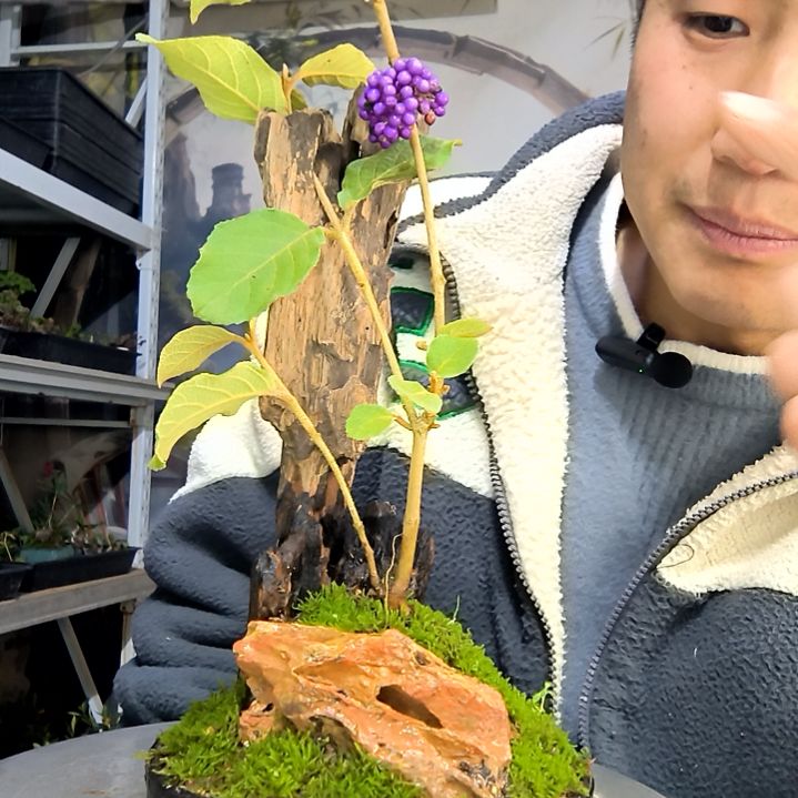 杨***乐中青园艺一物一拍花182