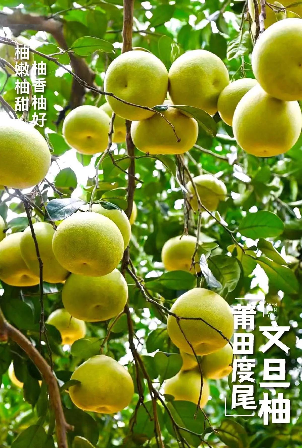 福建仙游县正宗度尾文旦柚当季果园现摘红心柚子孕妇时令新鲜水果