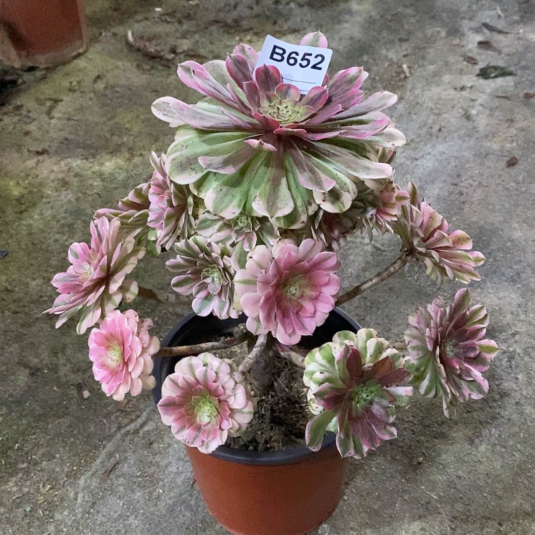 祝融多肉植物652