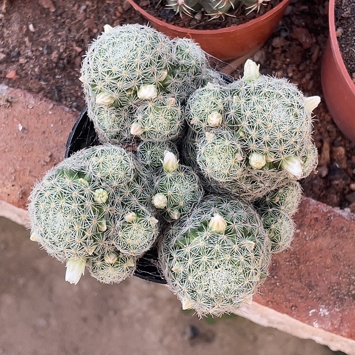 吉赛尔开花仙人球