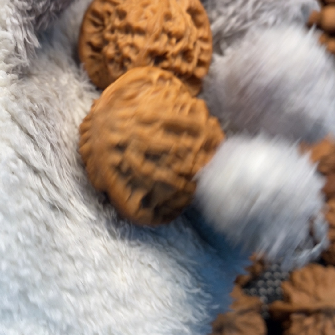 牛***贵秦岭森林茂密地栖息其中以