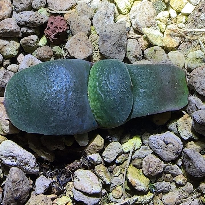 特价卧牛凸釉实生卧牛