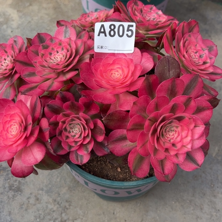 805荔枝朵朵23厘米左右