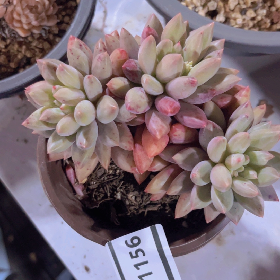 水晶球01156多肉植物