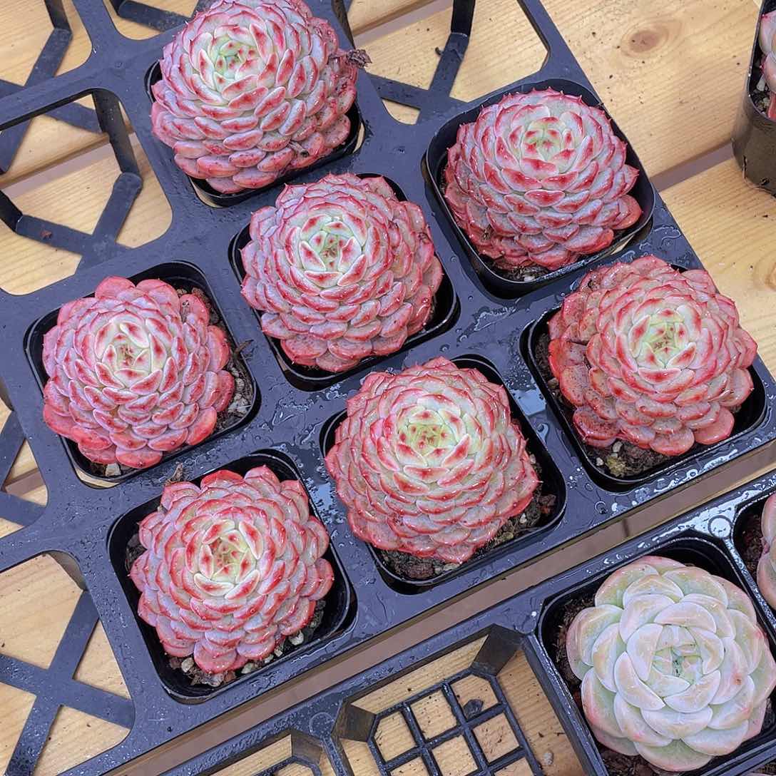 51号 白胖子单头一个