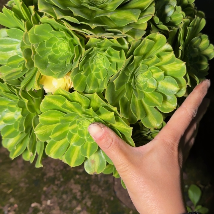 4566琉璃多肉植物