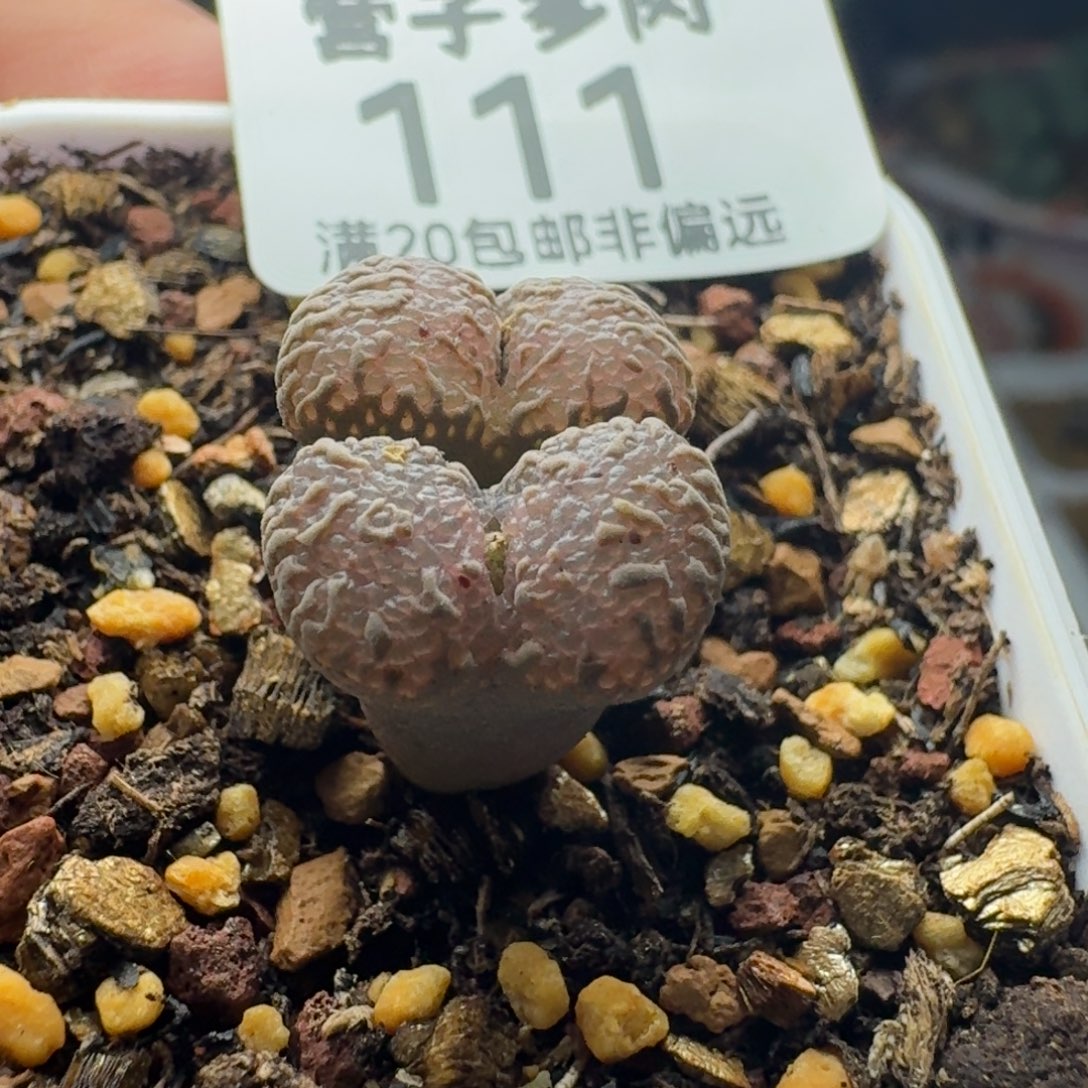 泡泡。       脱土双头。            