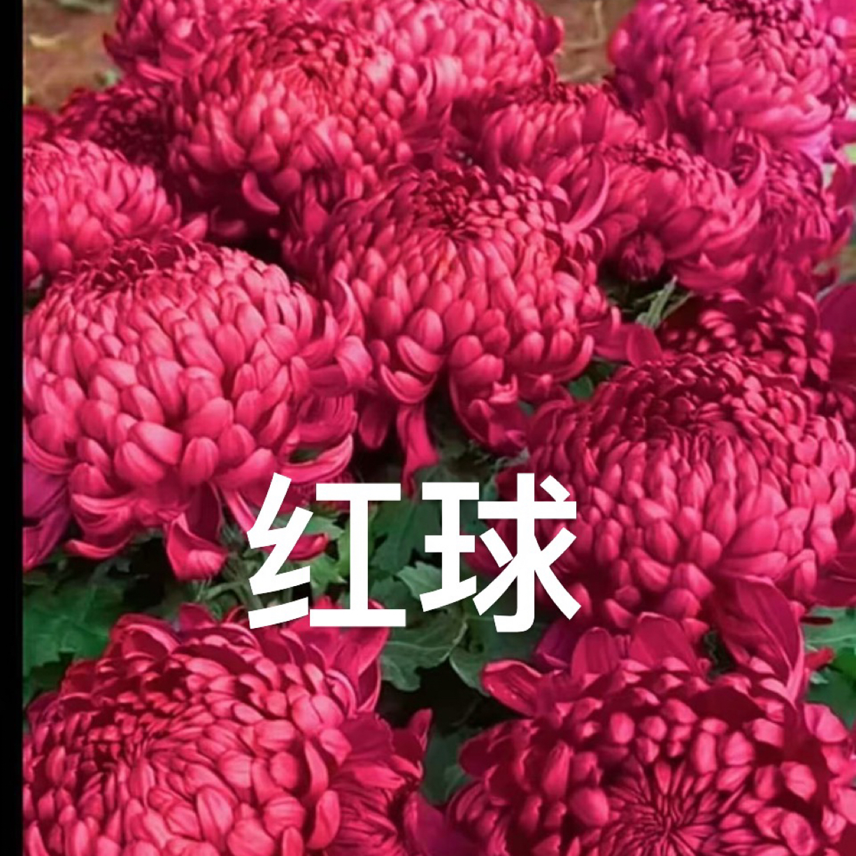 【红绣球】菊花苗耐寒耐热阳台庭院地栽土球