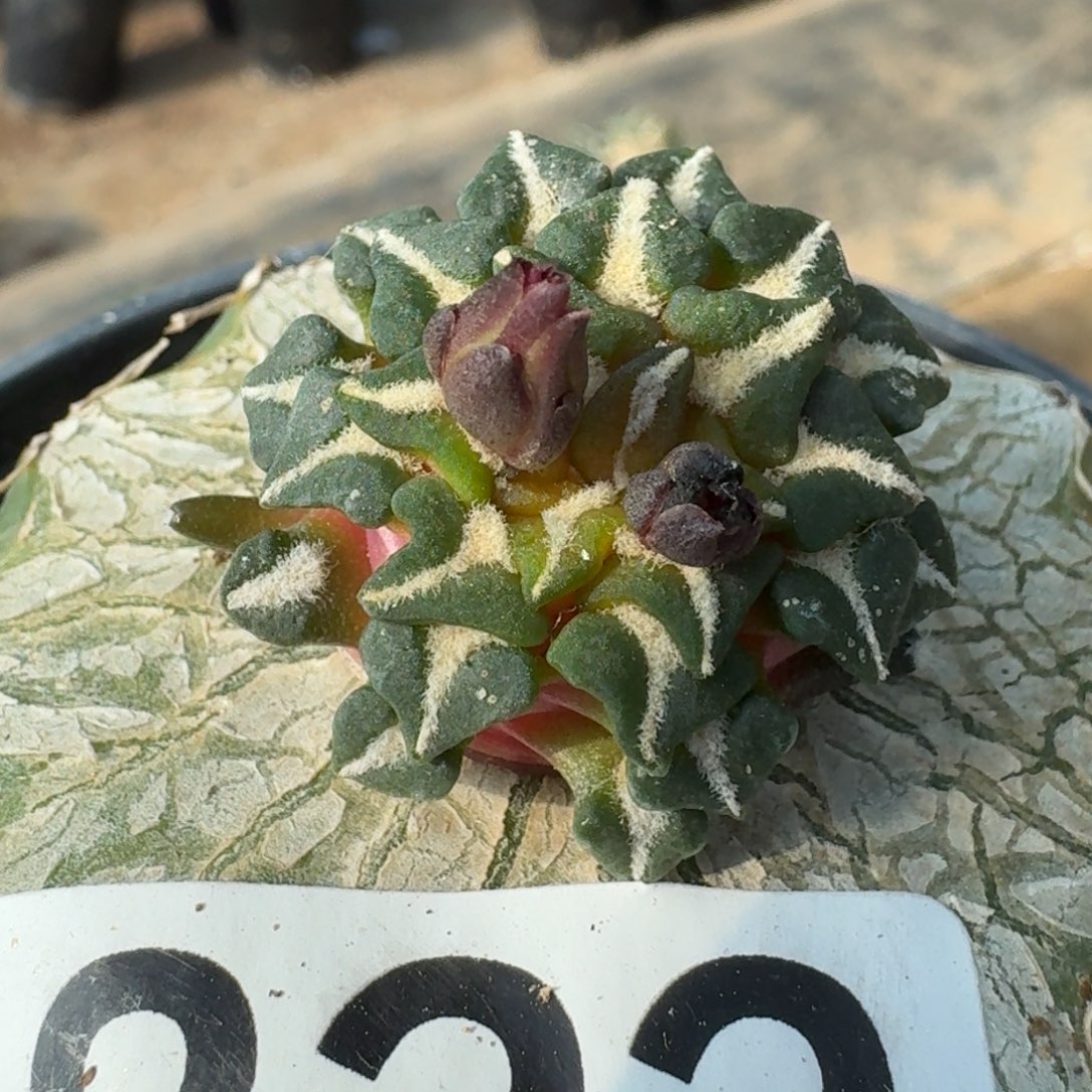 【闪购商品】欧系红花姬牡丹822