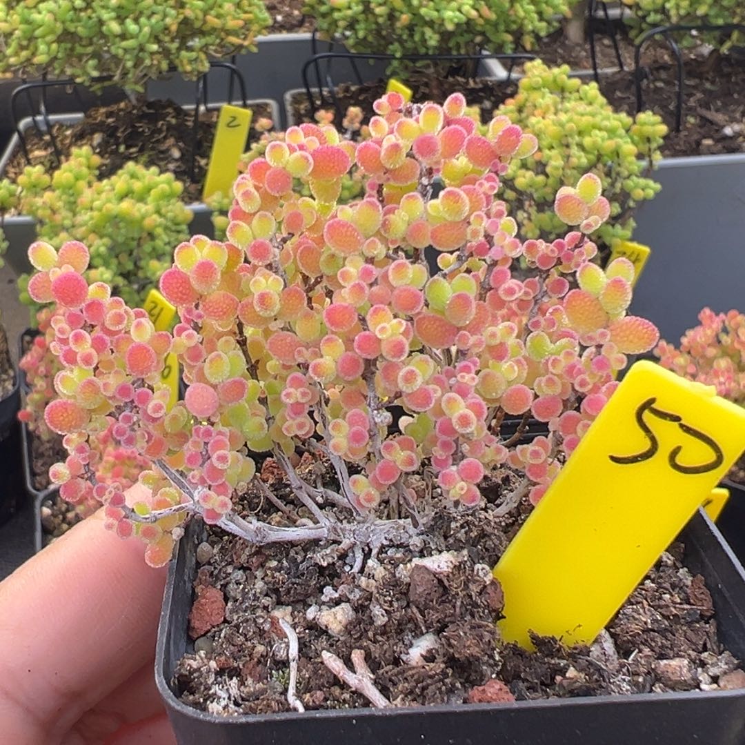 蜜橘糖球50号5.5cm盆