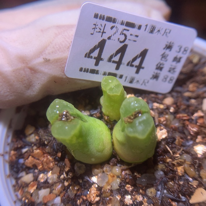 精品生石花25.444