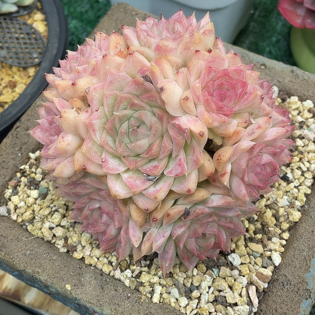 桃薰女王一物一拍满28包邮非偏远