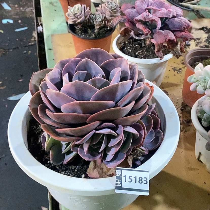 【闪购商品】尘埃玫瑰15183