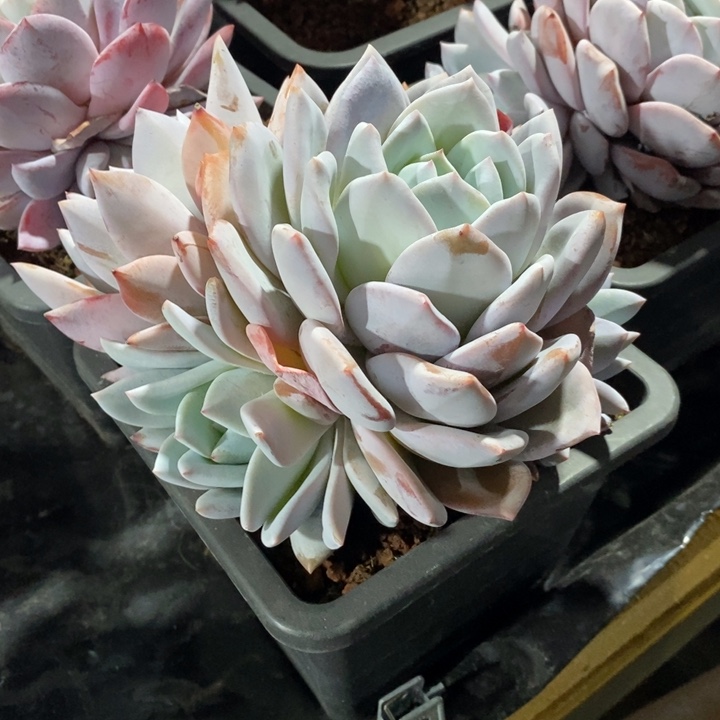 雪莲和野卡杂交，1234644