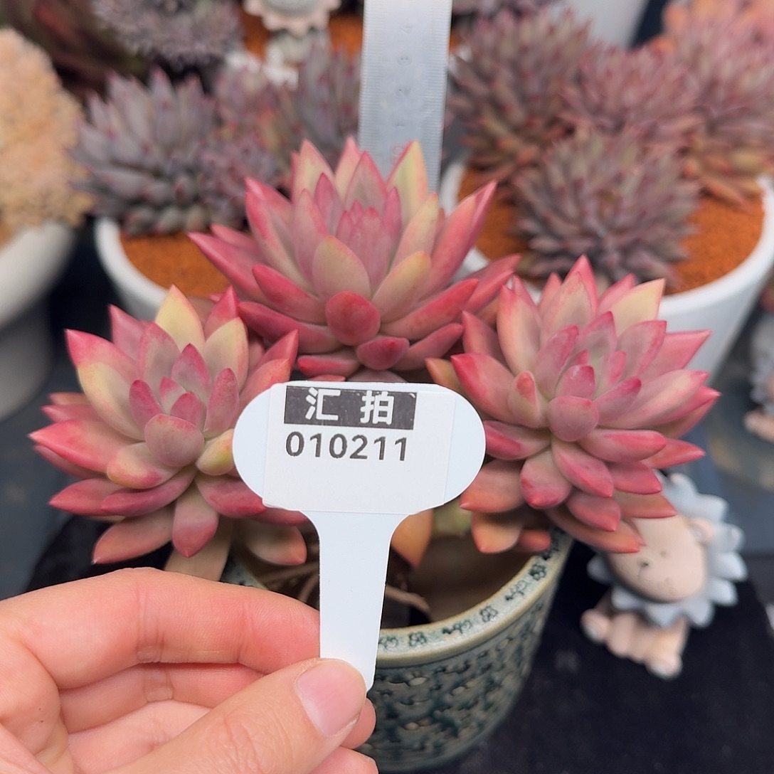 精品多肉植物010211