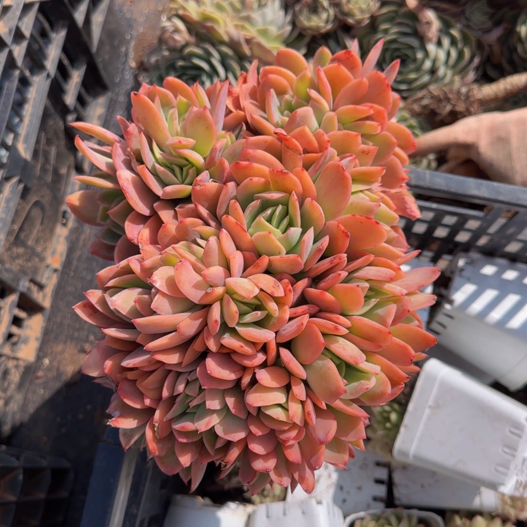 要得要勒我在这里睡得晚