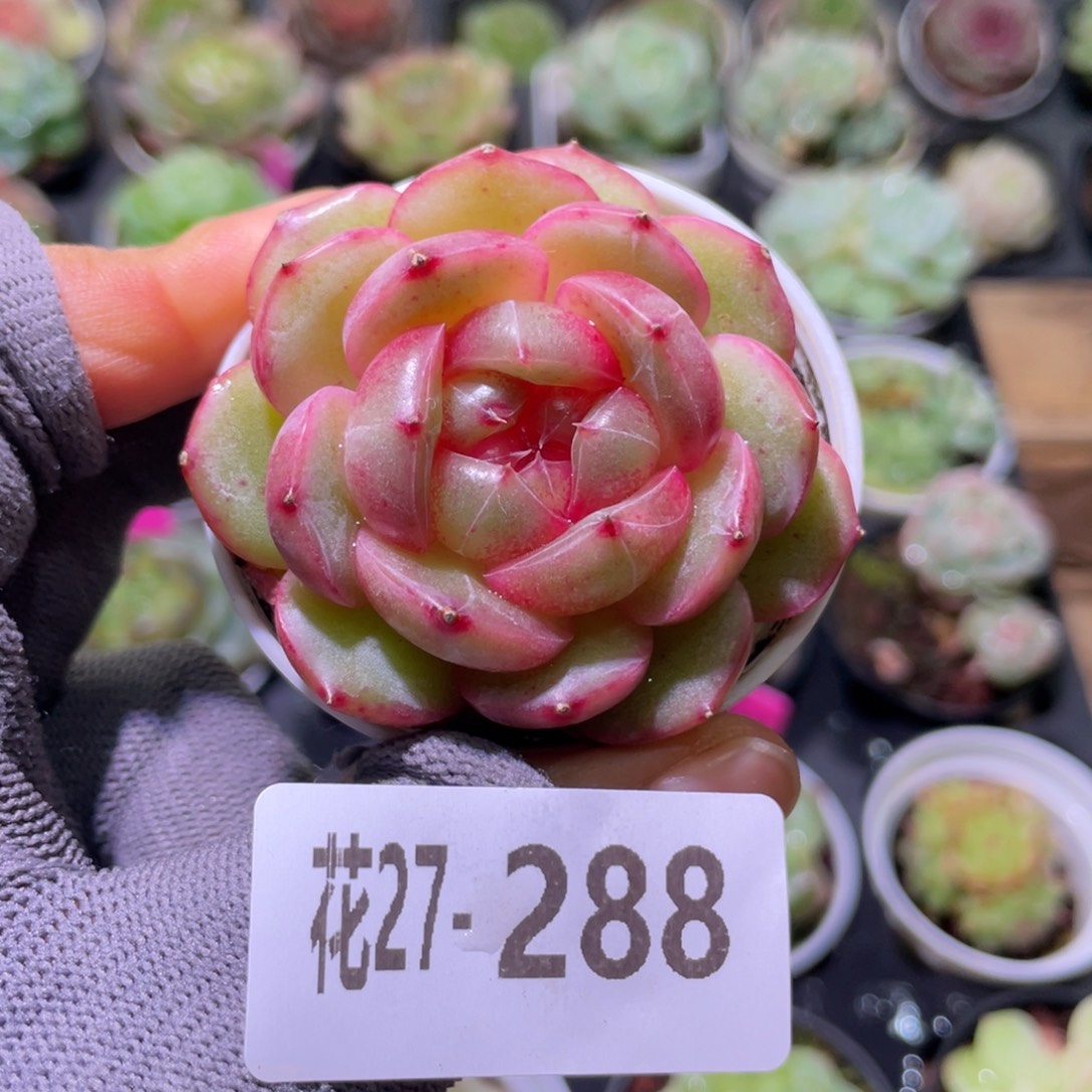 花利美27-288福利珍妮