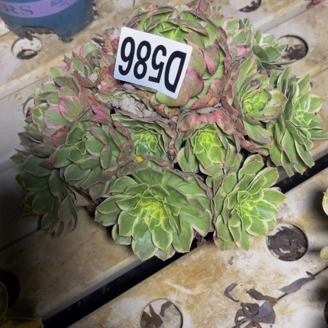 水蜜桃法师7//12包邮