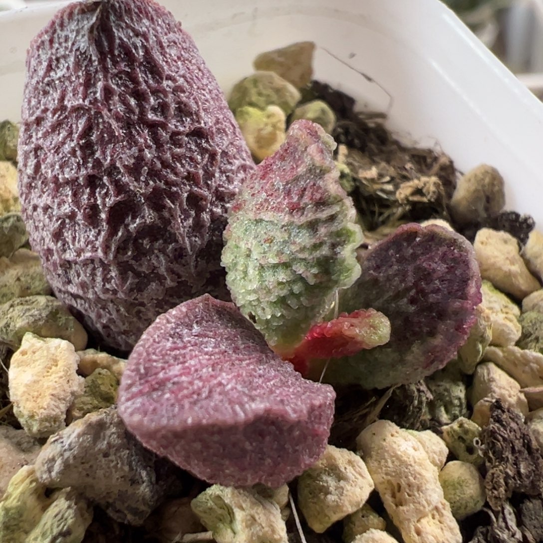 实生新品大苗多肉植物