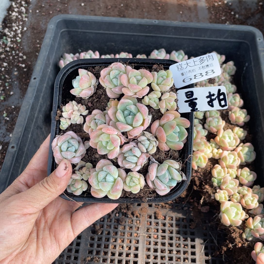 糕大上多肉植物688