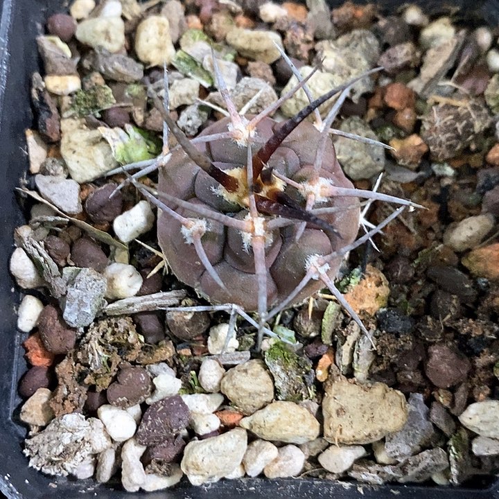 孤品实生螺旋纹黑粗刺守金摩天龙2.4cm仙人球