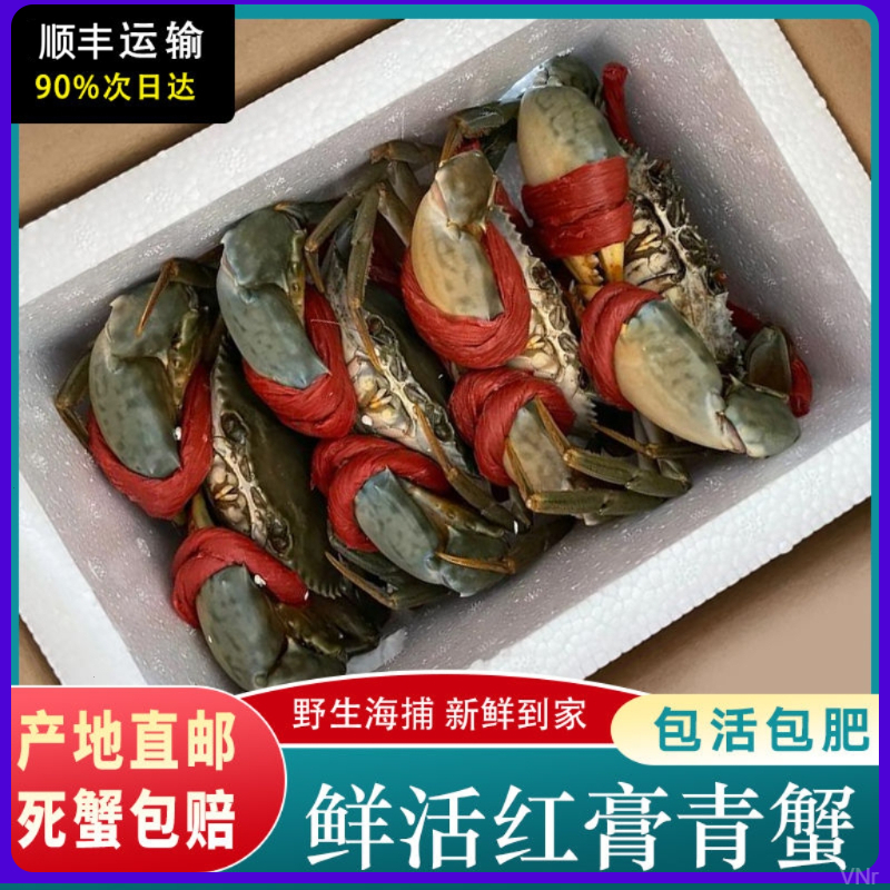 【包活5只装】3-4两红膏蟹野生青蟹包膏鲜活红鲟特大红膏蟹全膏螃蟹