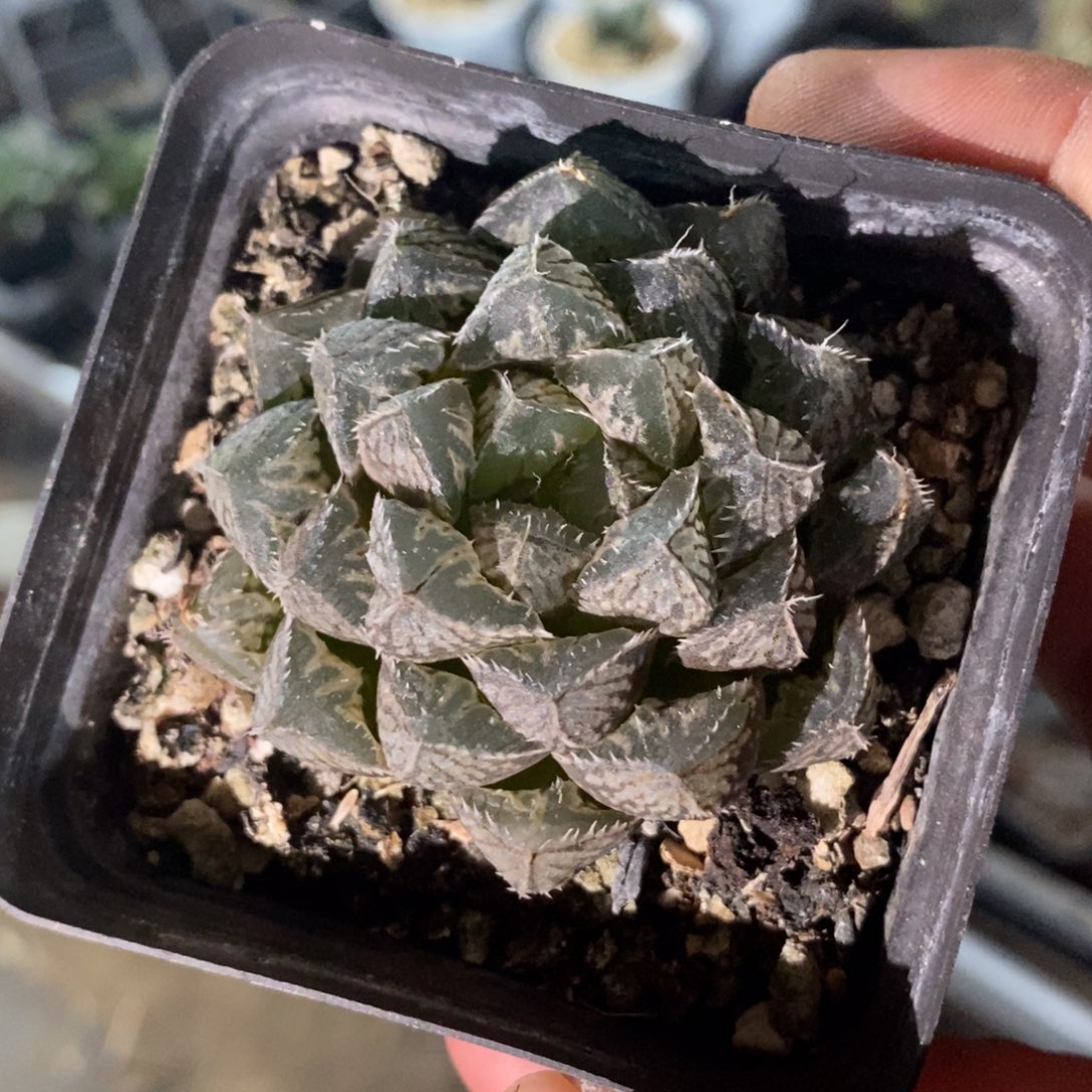 楼兰两颗一组 整点福利