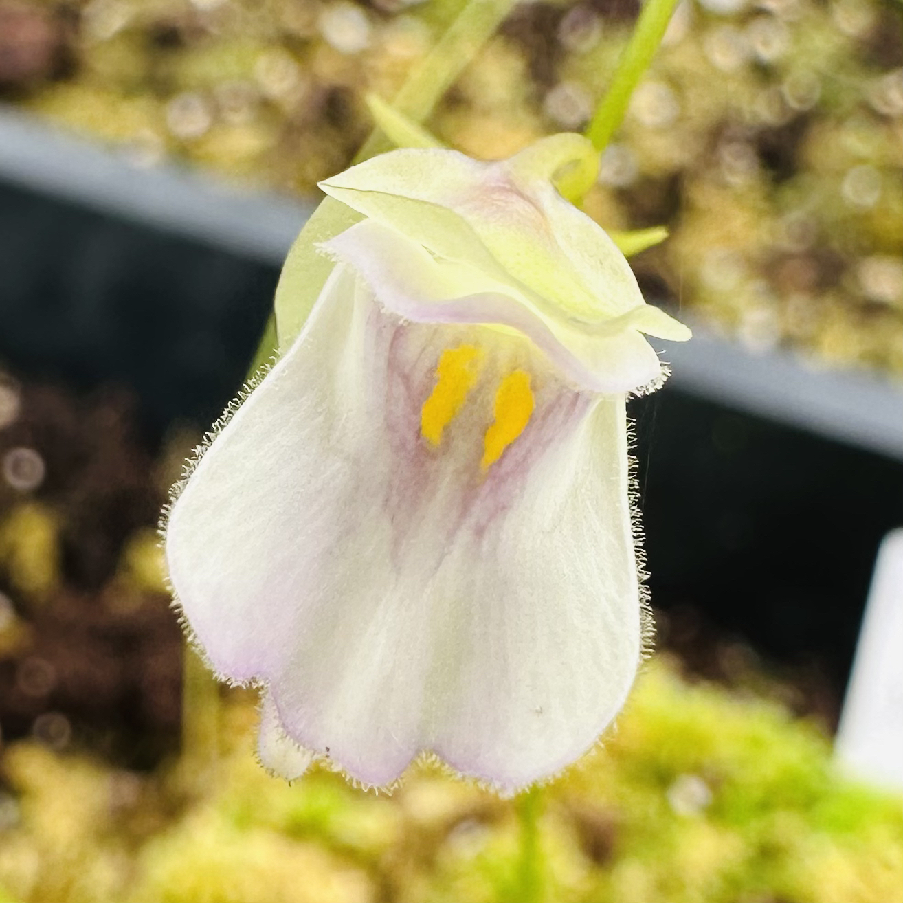 【兰花组狸藻】奎尔奇等 食虫植物趣味室内绿植花卉办公室盆栽好养