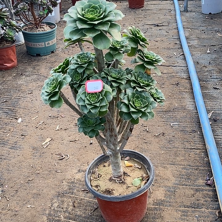 24，绿法师多肉法师多肉法师