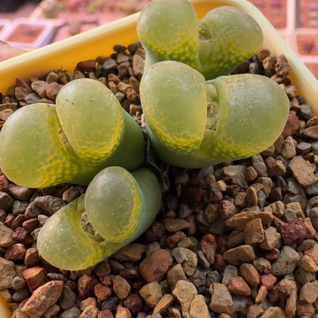 雪***瑰云缦精品番杏9.24 荧光黄鱼籽