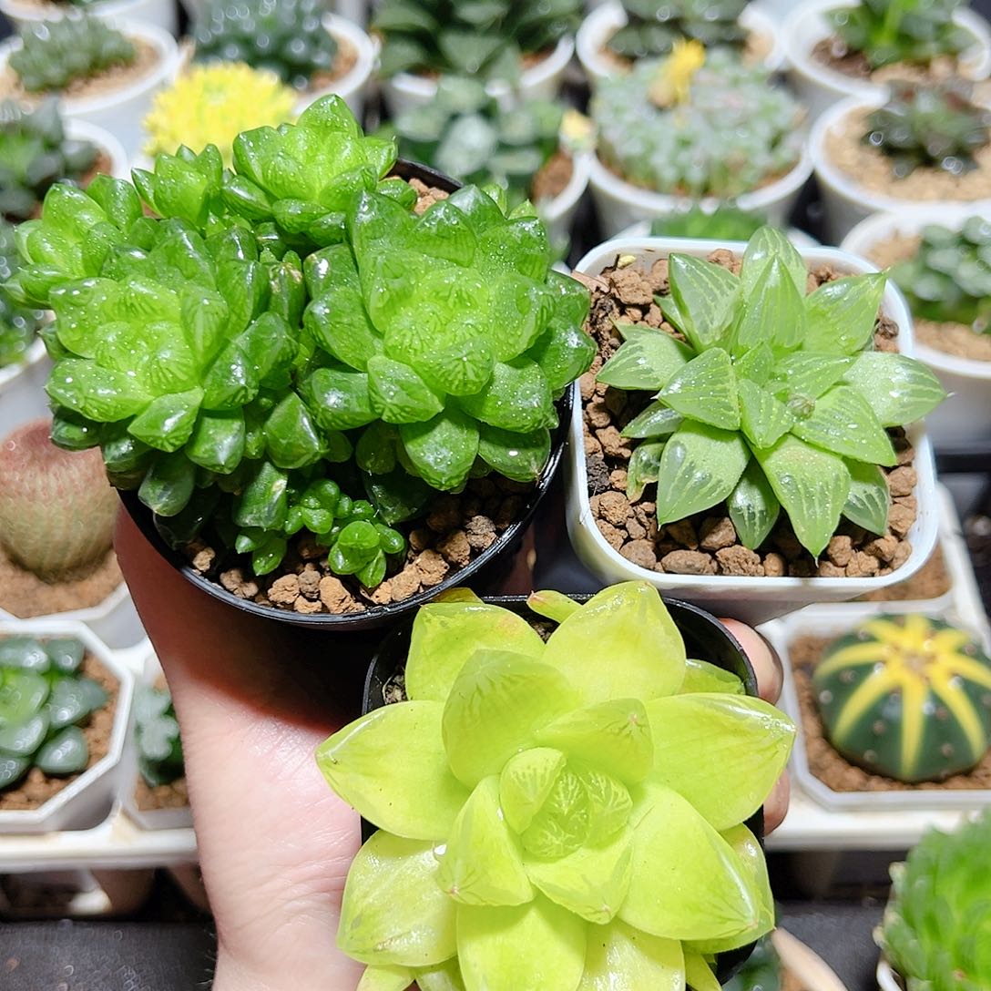 三颗福利原盆原土