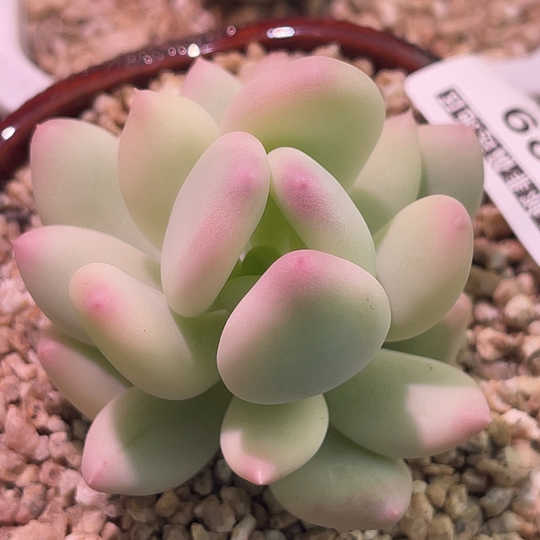 尚品园艺福利美人锦8529