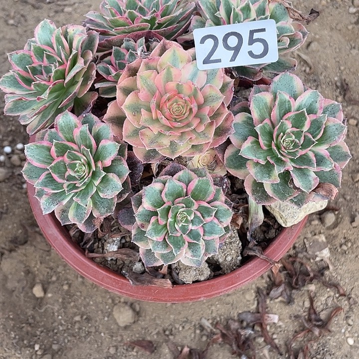 ~***~无花朵295云荷对肉植物